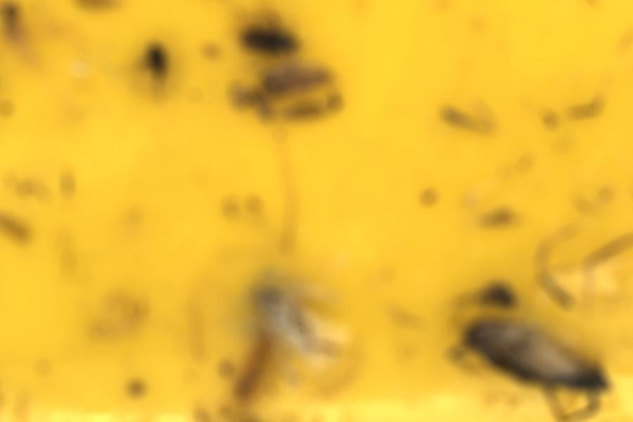 Image 20